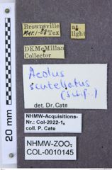 Etiketten zu Arhaphes granulatus (NHMW-ZOO-COL-0010145)